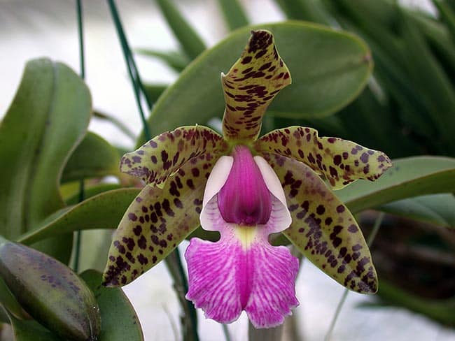 Cattleya aclandiae folha