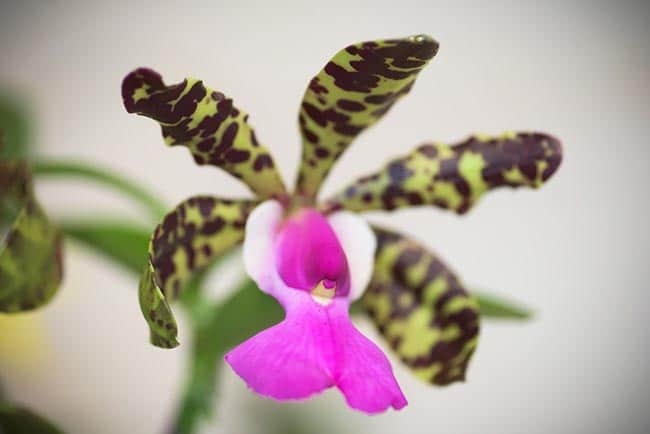 Cattleya aclandiae folhas