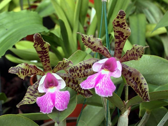 Cattleya aclandiae foto