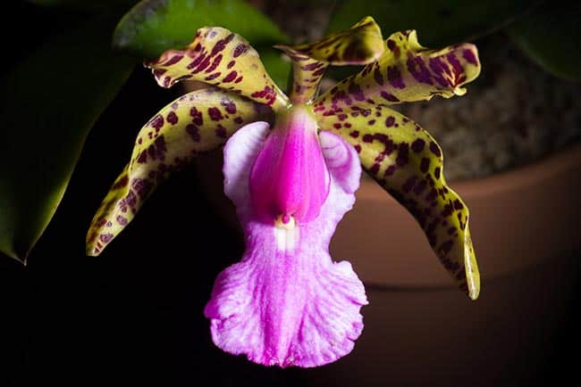 Cattleya aclandiae petala
