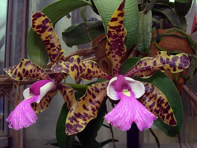 Cattleya aclandiae