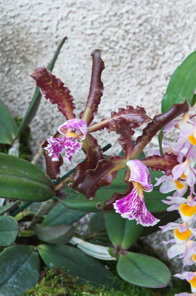 Cattleya schilleriana flor