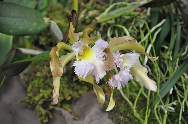 Cattleya schilleriana flores