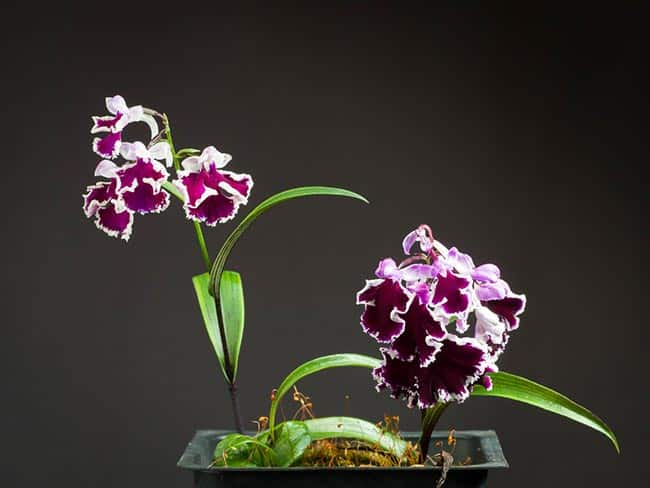 Cattleya schilleriana foto