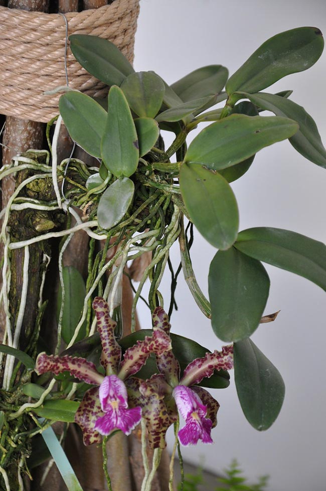 Cattleya schilleriana jardim
