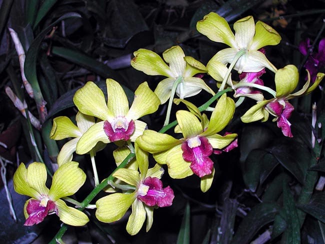 Cattleya schilleriana jardins