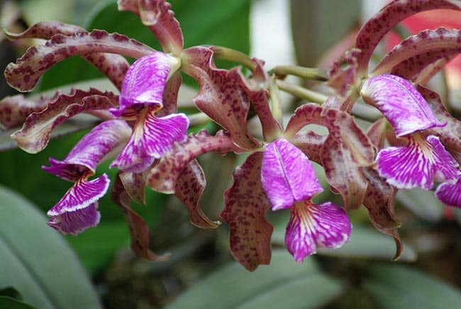 Cattleya schilleriana planta