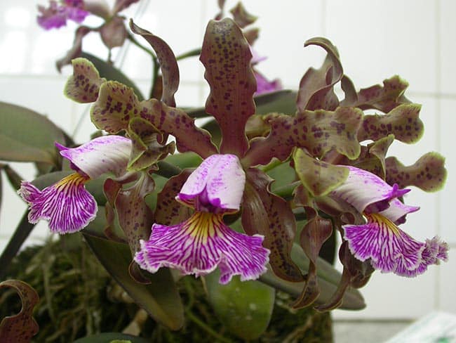 Cattleya schilleriana