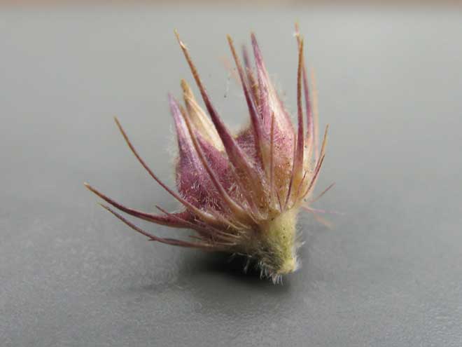 Cenchrus echinatus semente