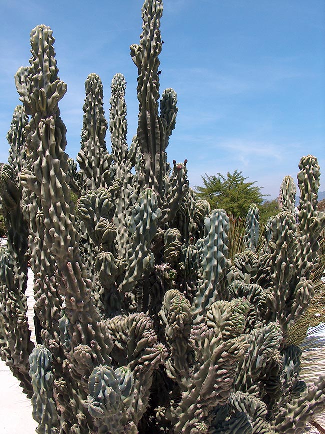 Cereus peruvianus monstruosus jardim Cereus peruvianus monstruosus jardim