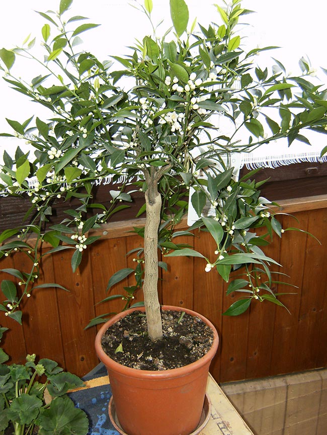 Citrus reticulata decoracao Citrus reticulata decoracao