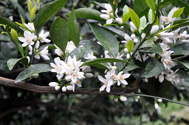 Citrus reticulata flores Citrus reticulata flores