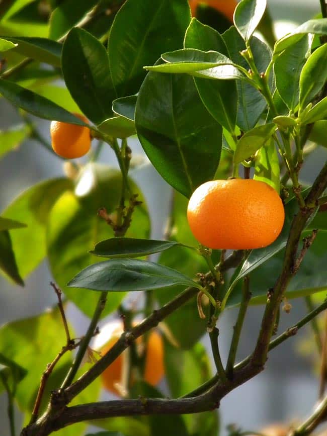 Citrus reticulata folha Citrus reticulata folha