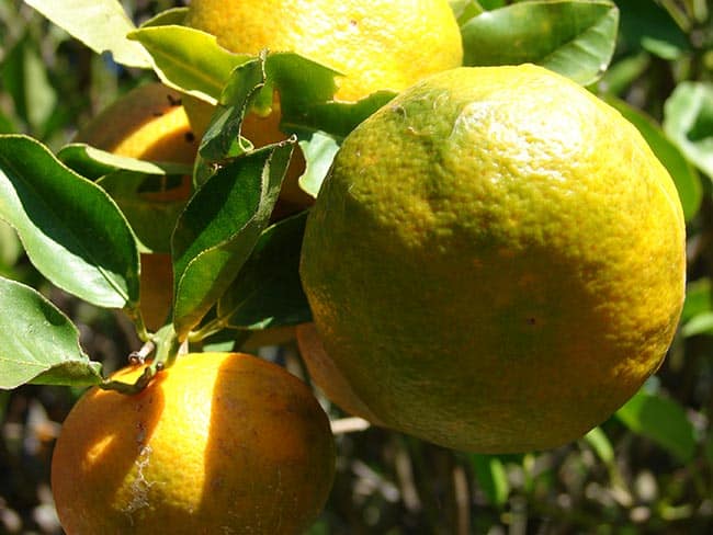 Citrus reticulata foto Citrus reticulata foto