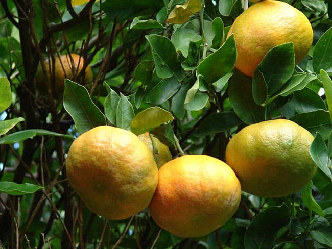 Citrus reticulata fruta Citrus reticulata fruta