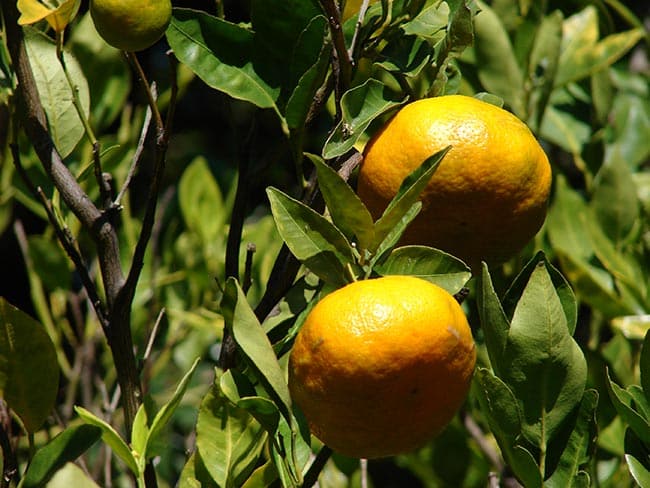 Citrus reticulata frutas Citrus reticulata frutas