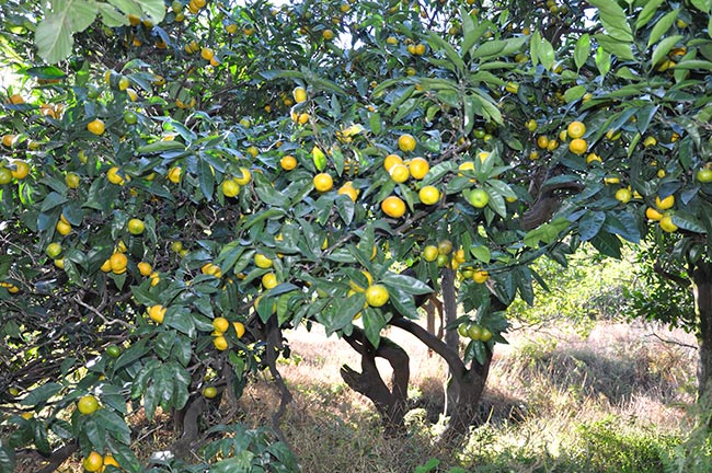 Citrus reticulata Citrus reticulata