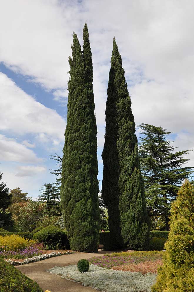 Cupressus sempervirens arvores