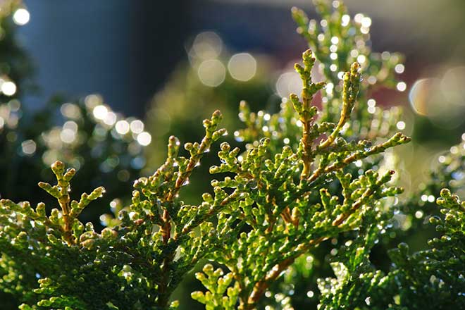 Cupressus sempervirens folha