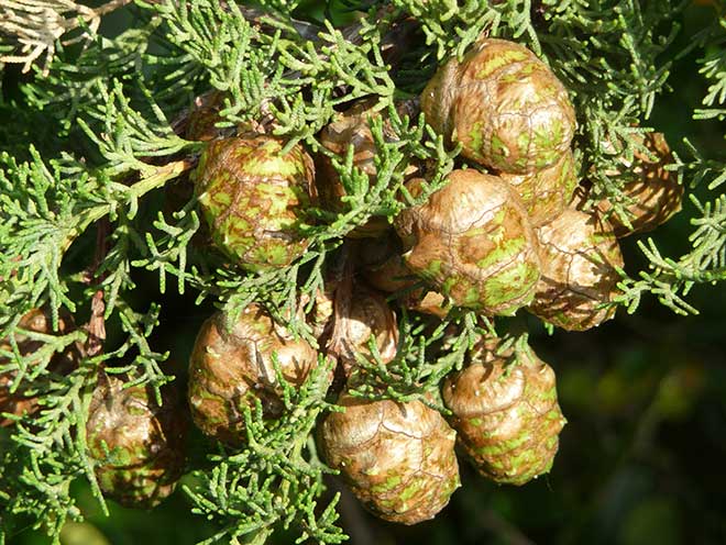Cupressus sempervirens folhas