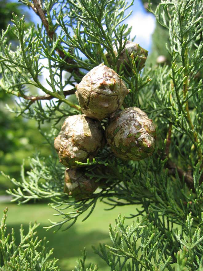 Cupressus sempervirens fruta
