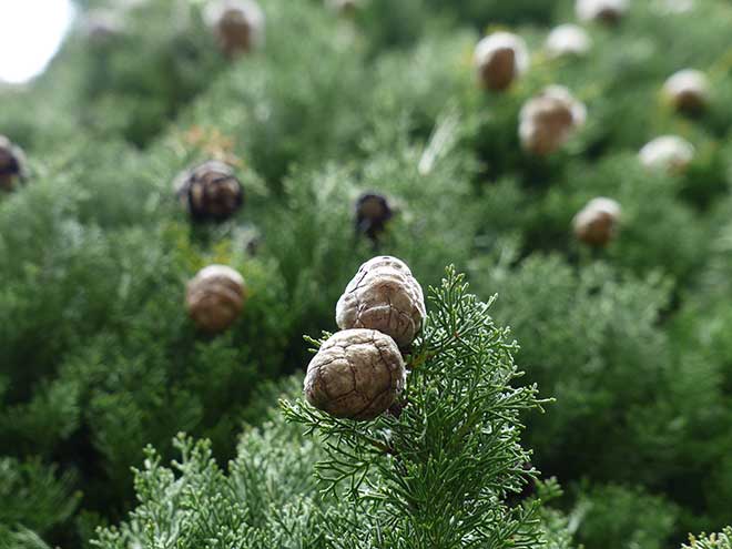 Cupressus sempervirens fruto
