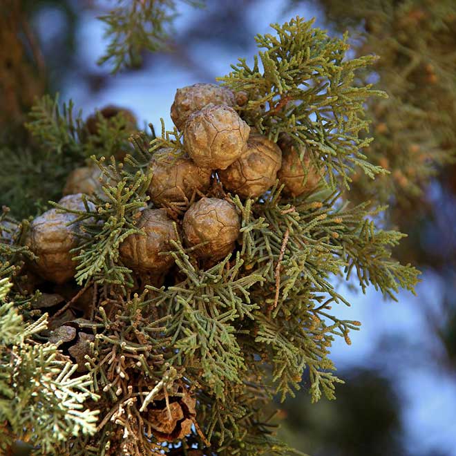 Cupressus sempervirens frutos