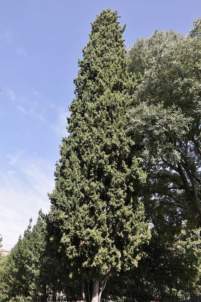 Cupressus sempervirens jardim
