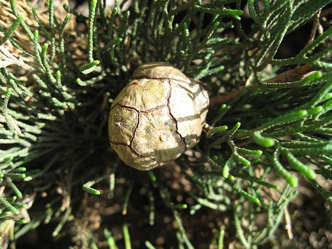 Cupressus sempervirens