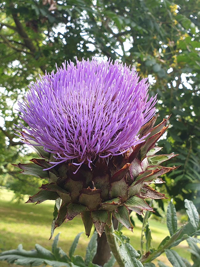 Cynara cardunculus var. scolymus decoracao