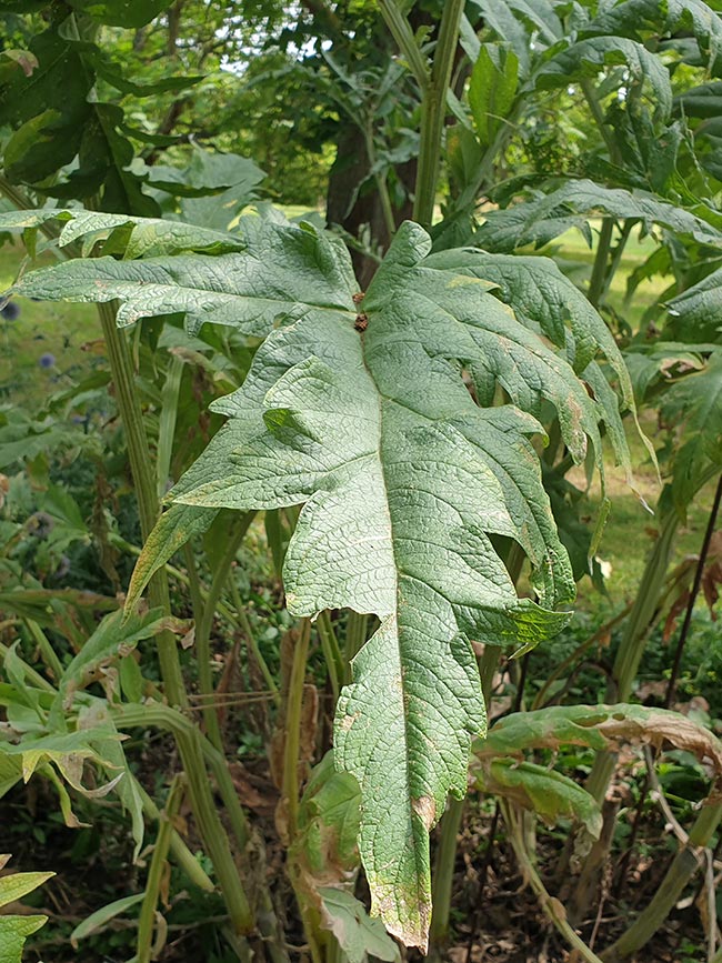 Cynara cardunculus var. scolymus folha