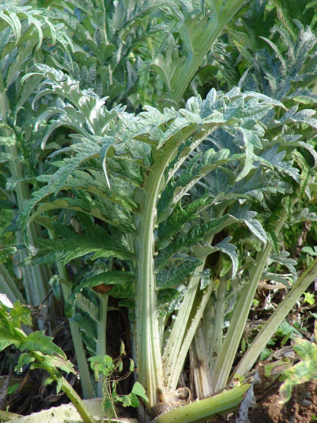 Cynara cardunculus var. scolymus folhas