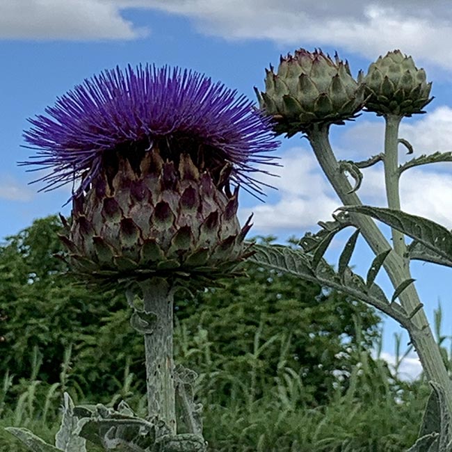 Cynara cardunculus var. scolymus foto