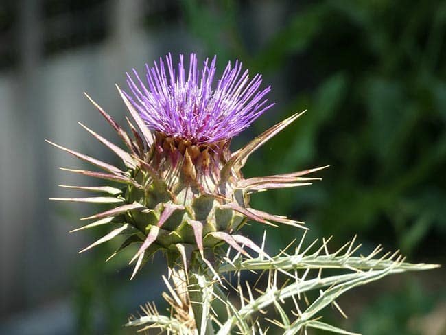 Cynara cardunculus var. scolymus jardim