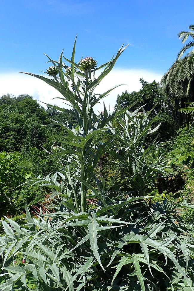 Cynara cardunculus var. scolymus jardins