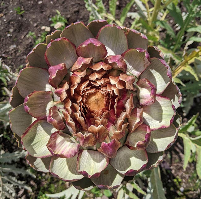 Cynara cardunculus var. scolymus petala