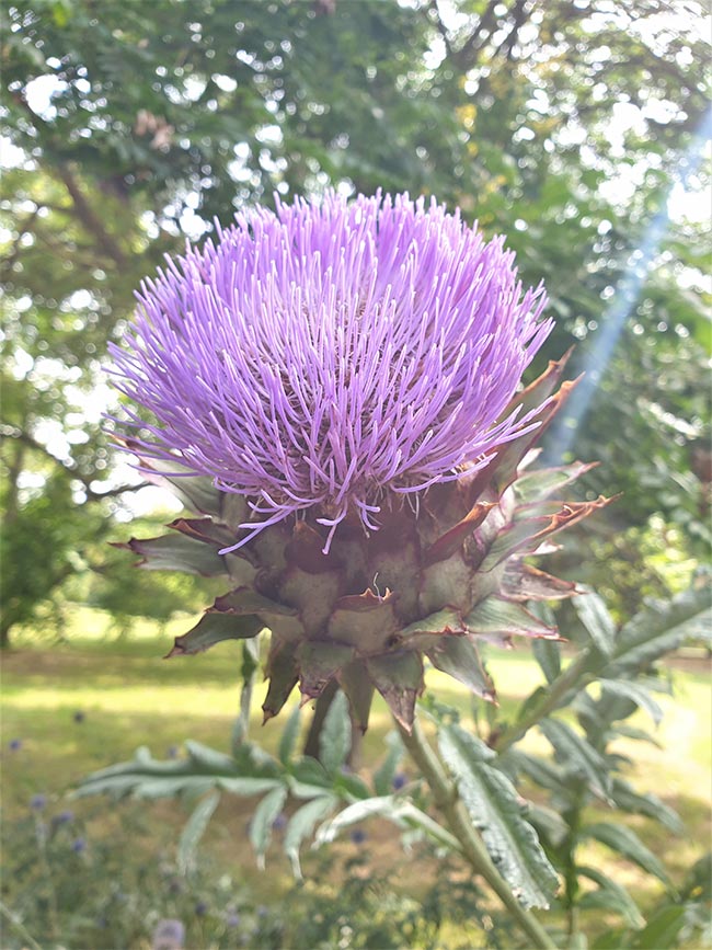 Cynara cardunculus var. scolymus planta