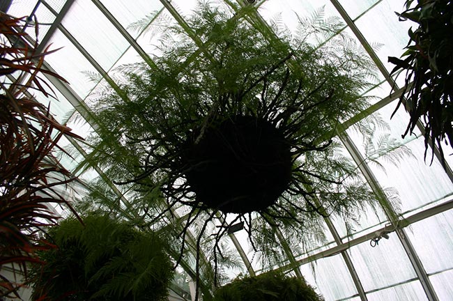 Davallia fejeensis decoracao