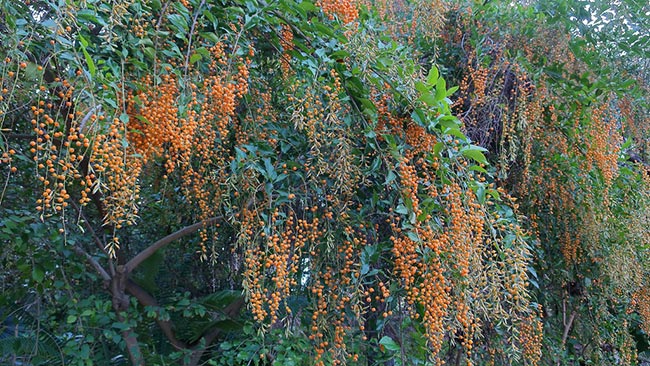 Duranta repens arvore Duranta repens arvore