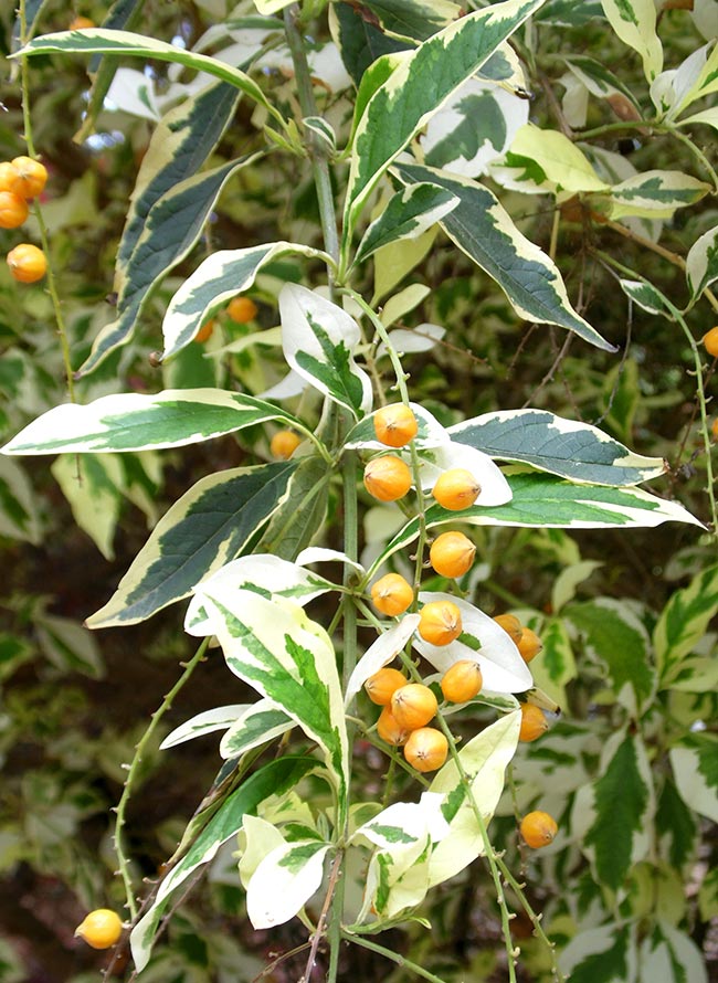 Duranta repens Duranta repens