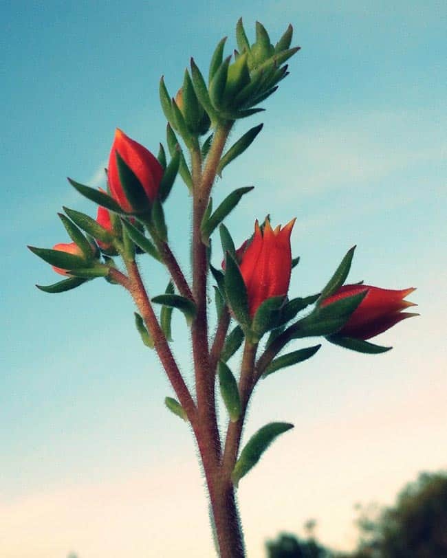 Echeveria setosa galho Echeveria setosa galho