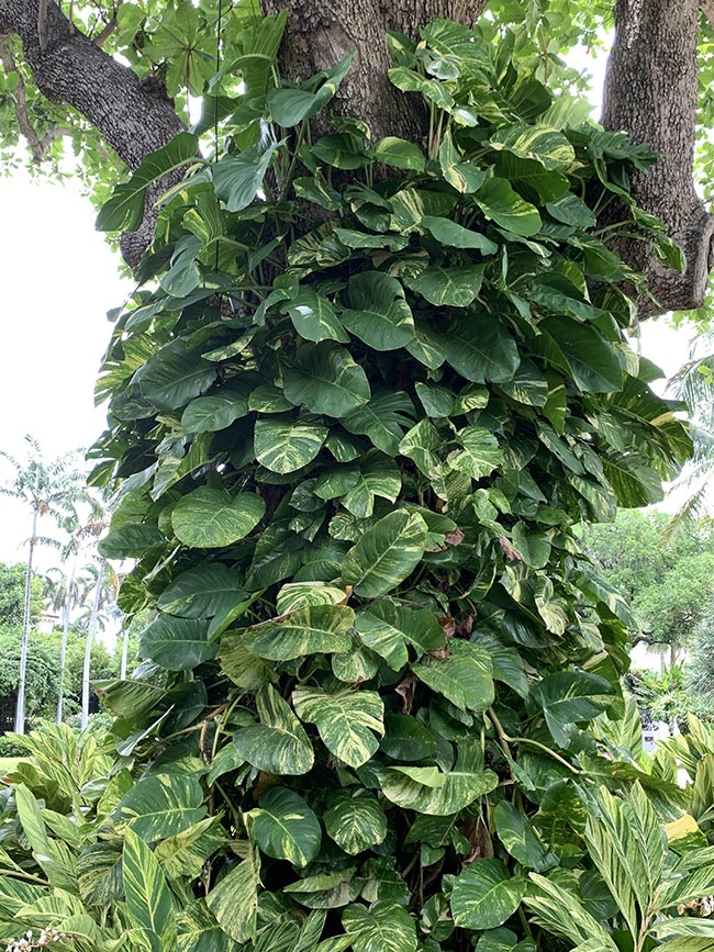 Epipremnum aureum jardim vertical