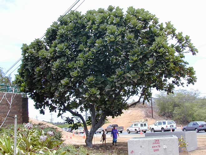 Ficus lyrata arvore
