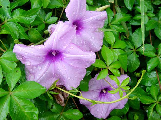 Flor Ipomeia flor 3 1024x768 1