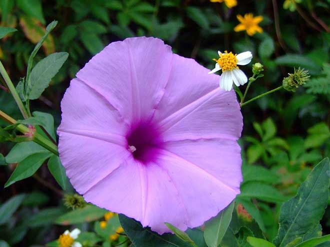 Flor Ipomeia flores 1 1