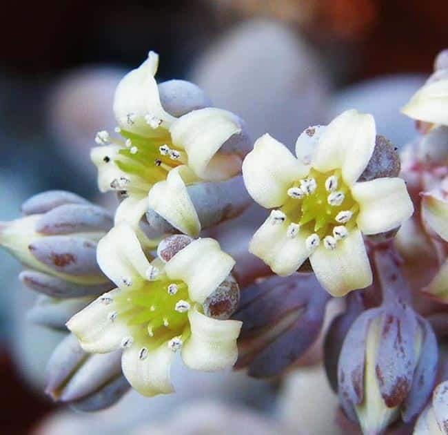 Flores de pedra da lua 2