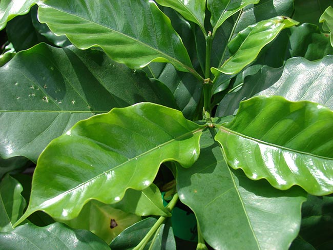 Folhas da planta
