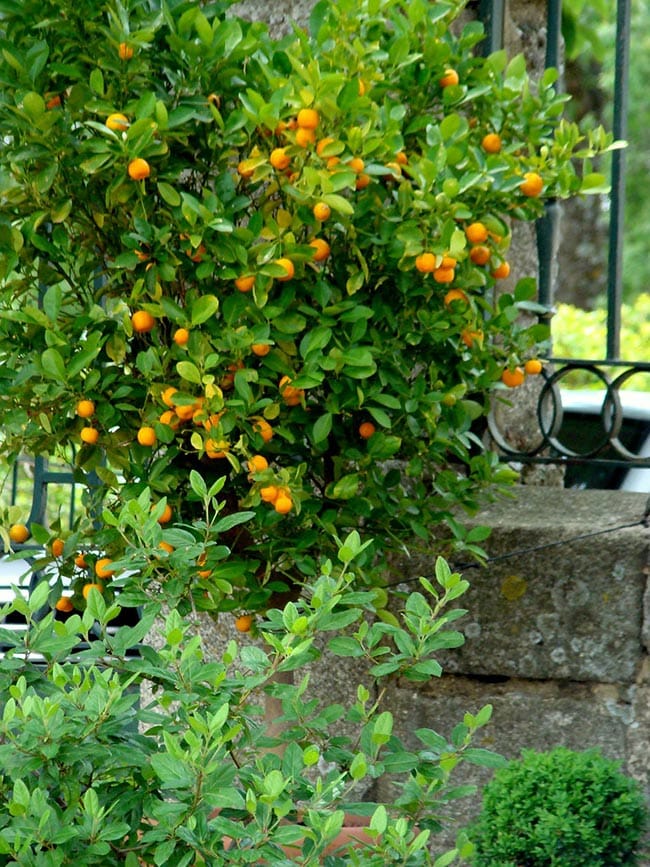 Fortunella margarita arvore