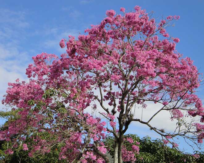 Handroanthus heptaphyllus arvore