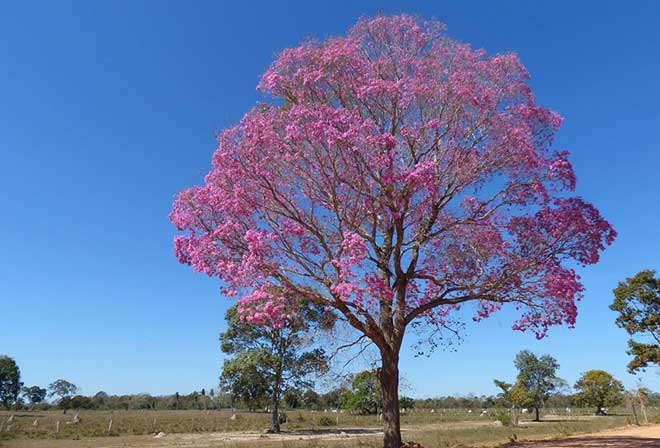 Handroanthus heptaphyllus arvores